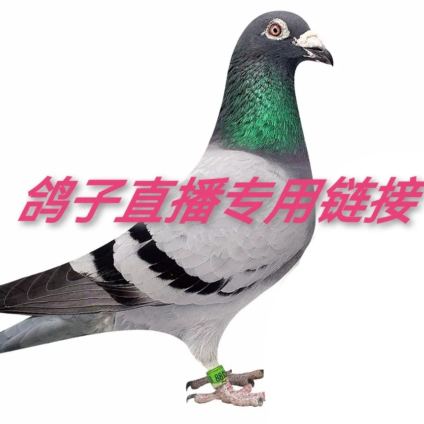 信鸽 成绩鸽 种鸽 公棚地方赛
