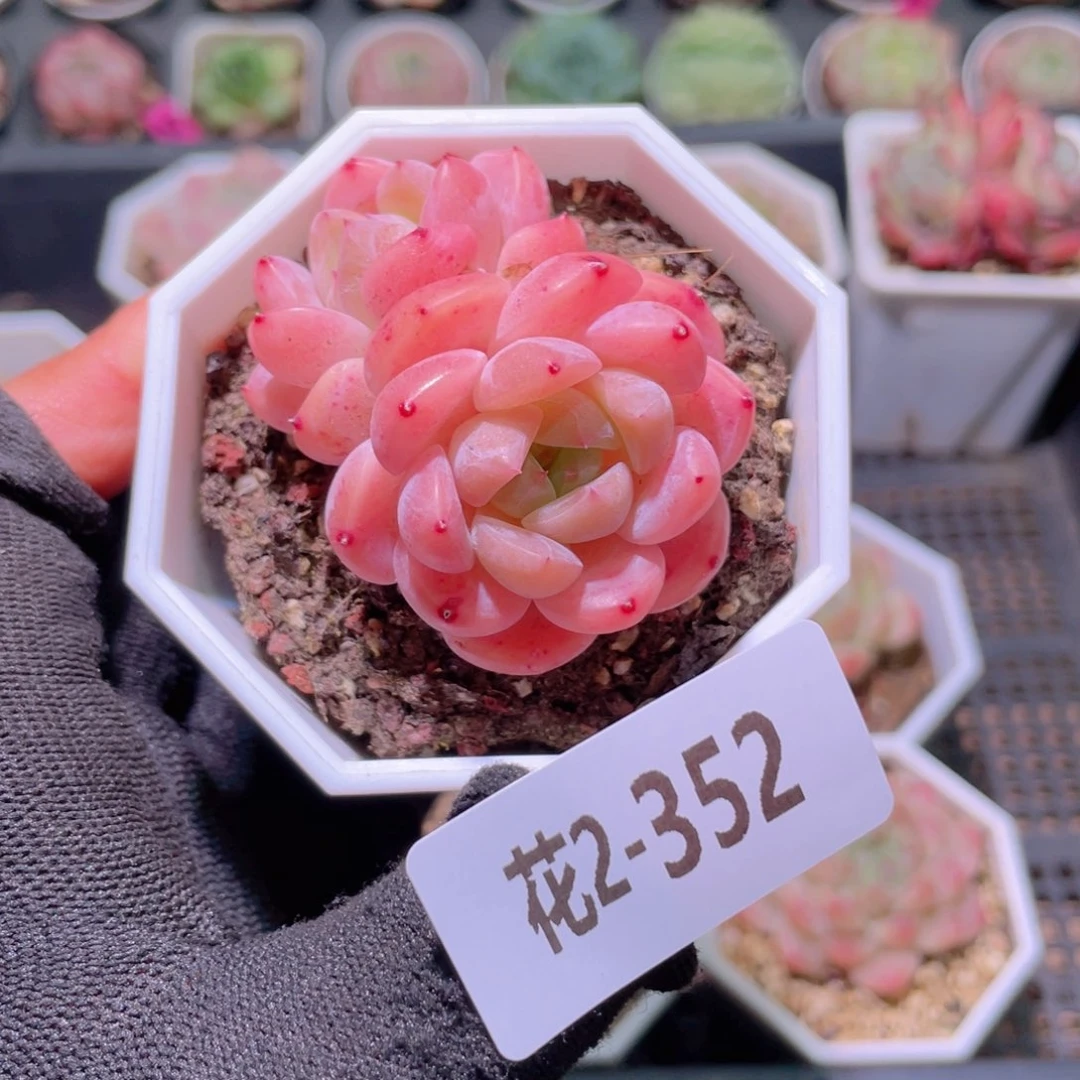 花利美2-352刚毅