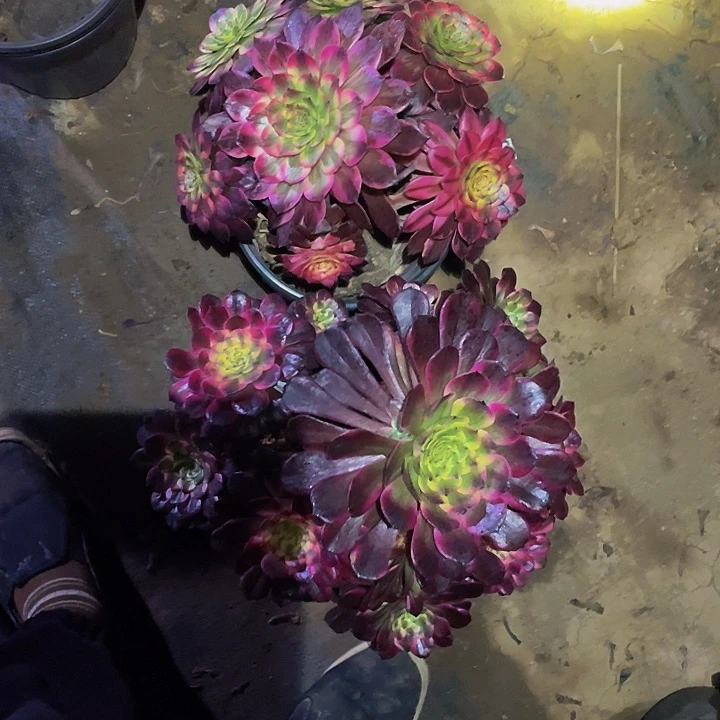 多肉植物两颗31号不包损