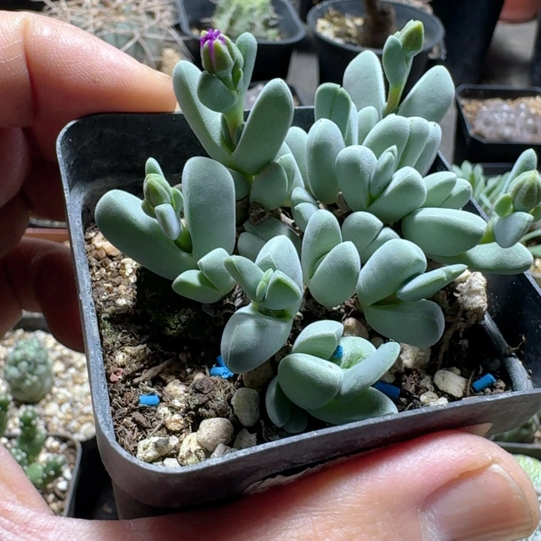 781枝干虾钳带盆发货