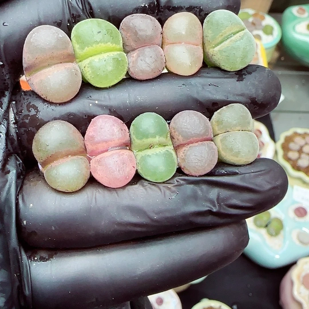 生石花满18包邮1030-116