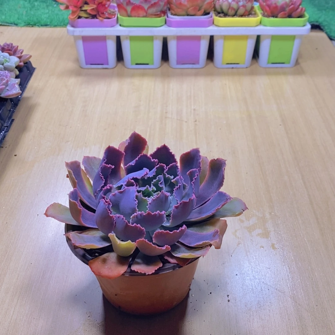 无花朵多肉植物晚霞之舞110