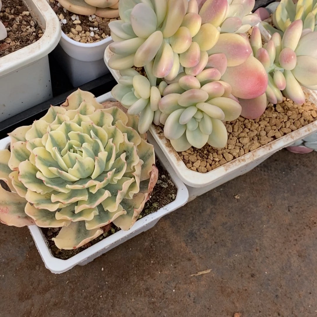 黑***。海啸锦多肉植物