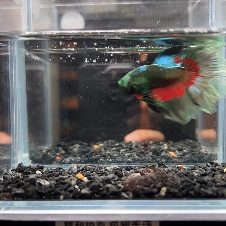 斗鱼一单包邮13日106
