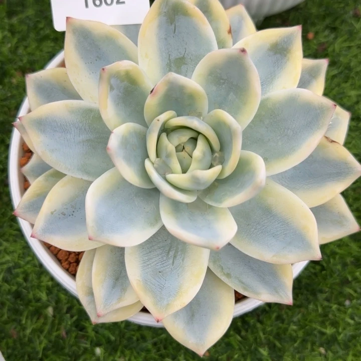 1602粉卡锦多肉植物的