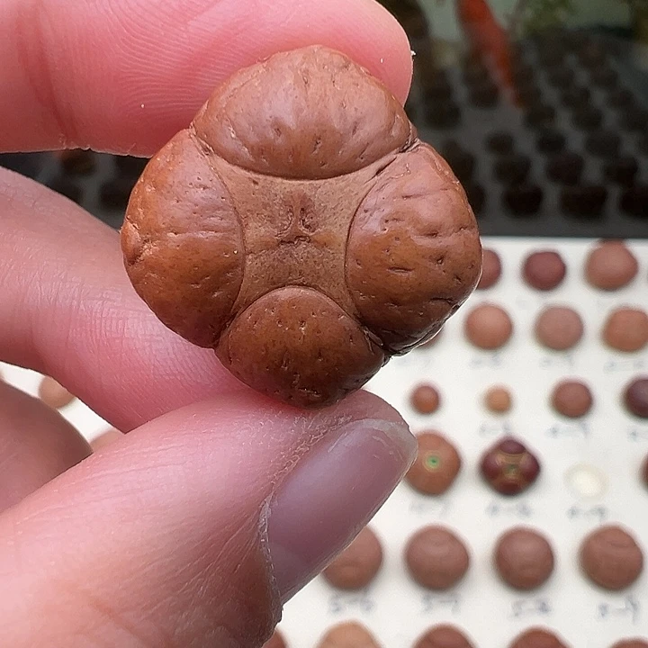 不***梵凤眼菩提吊坠麒麟