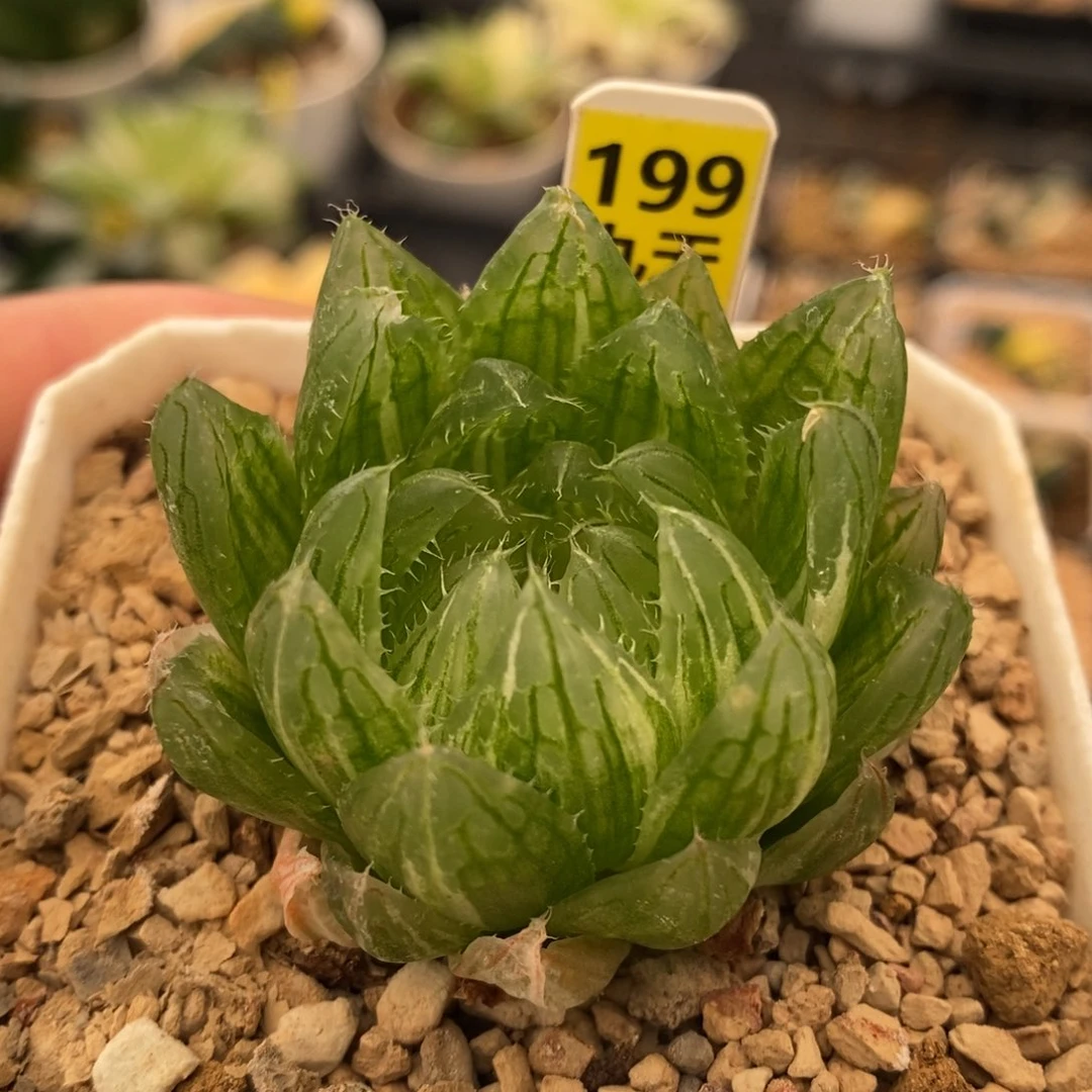 199号樱水晶玉露锦带盆