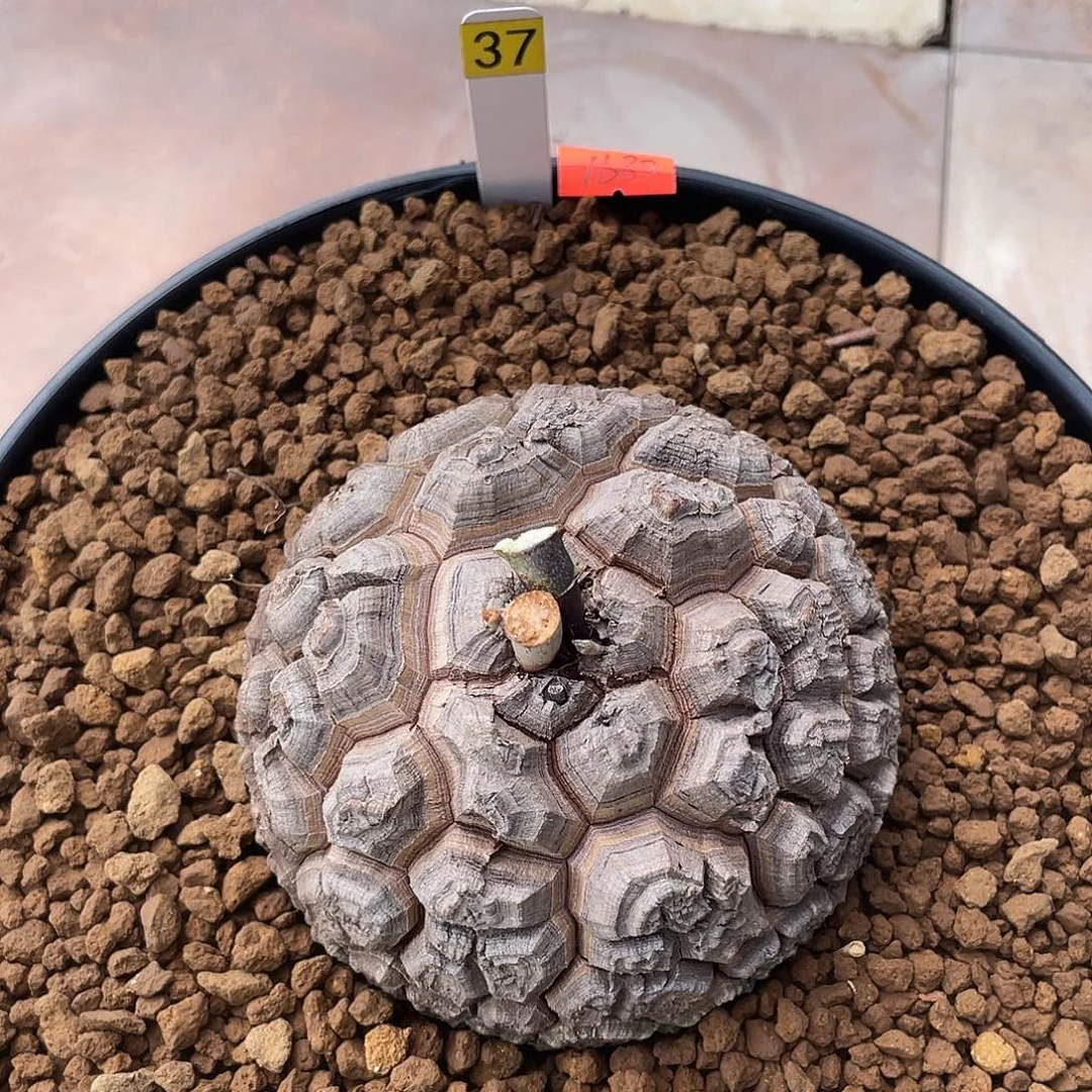 37号龟甲龙不退不换