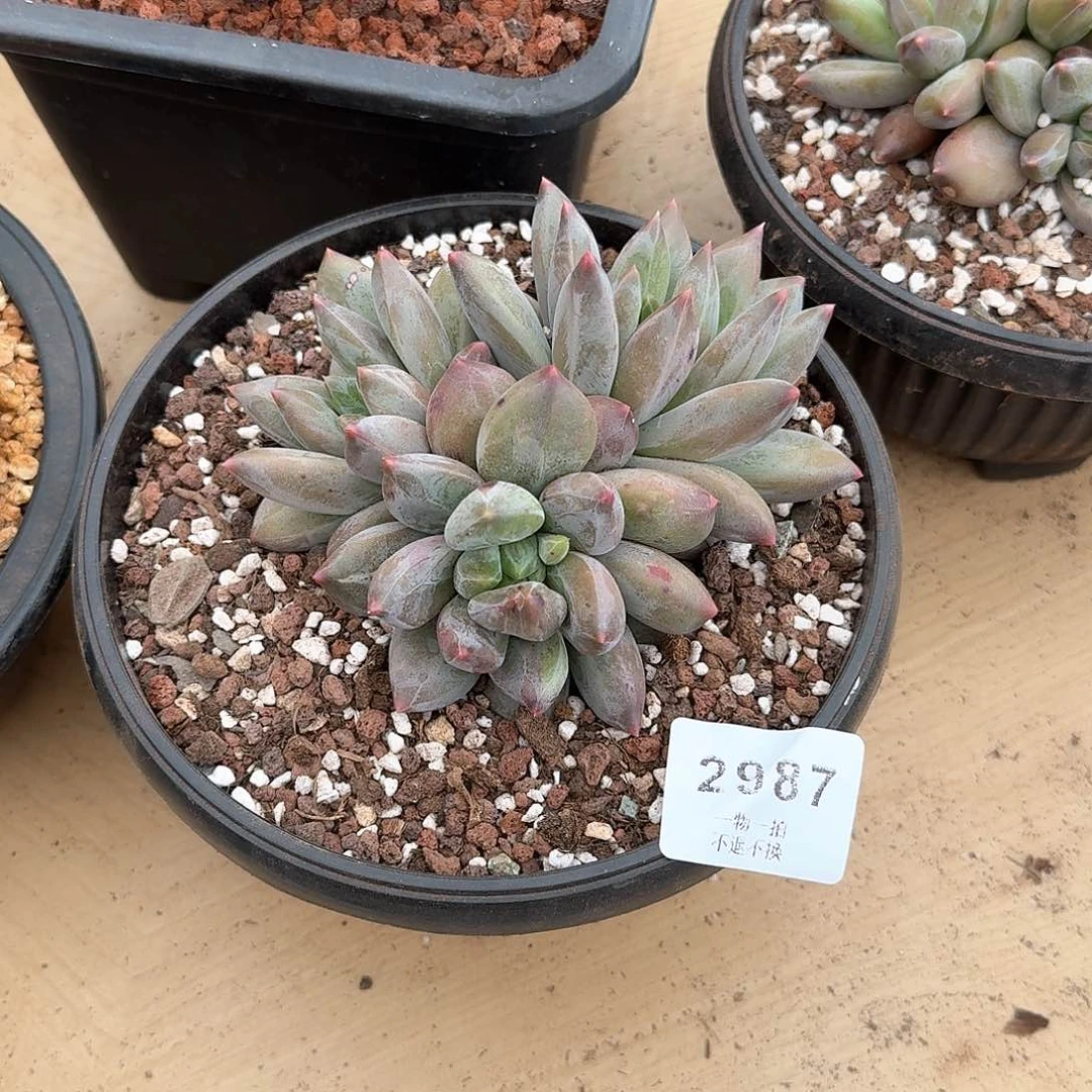 尘*哥2987号重楼多肉