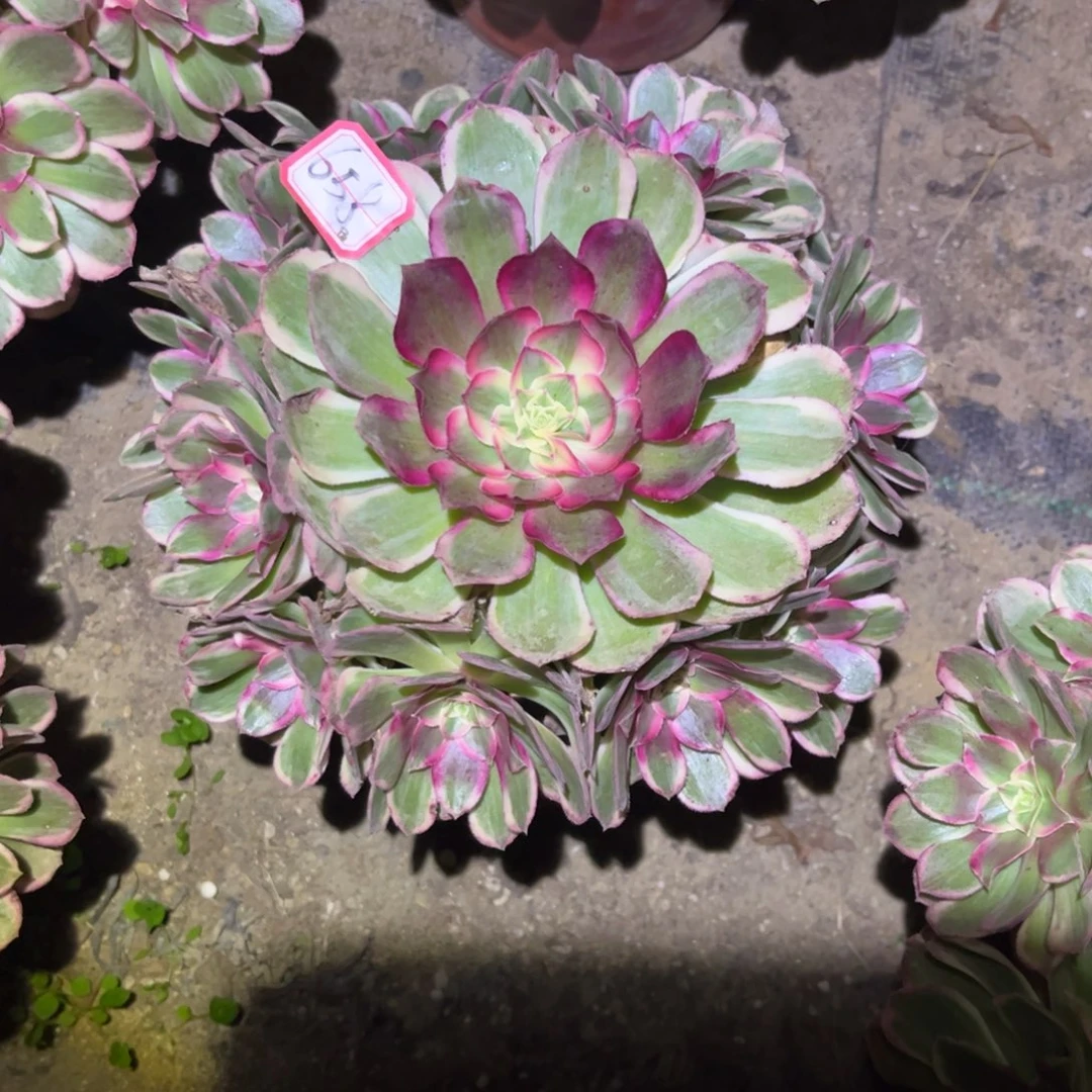 658多肉植物孔雀翎