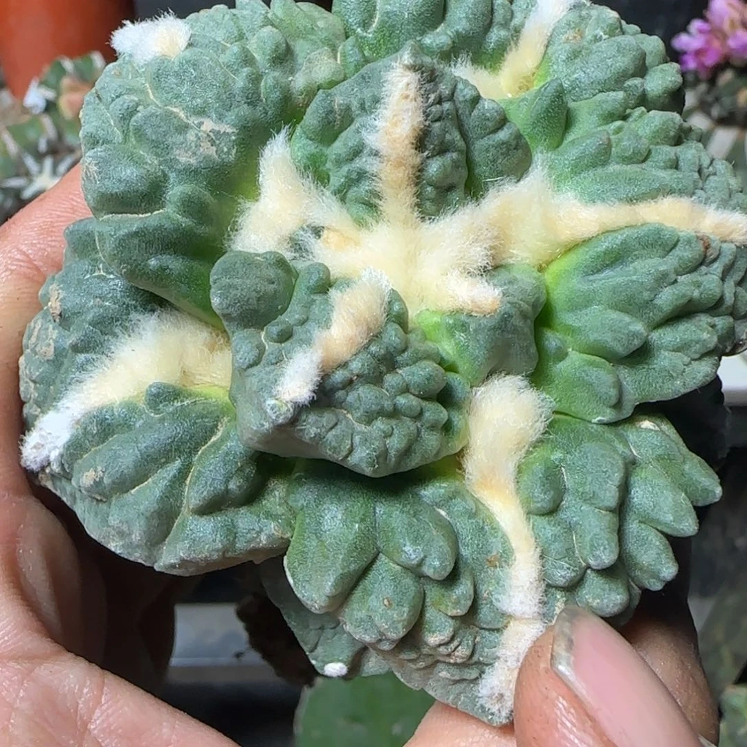 无花朵大型牛舌村主332