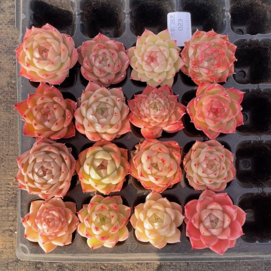 山*画我们的生活方式是什么023