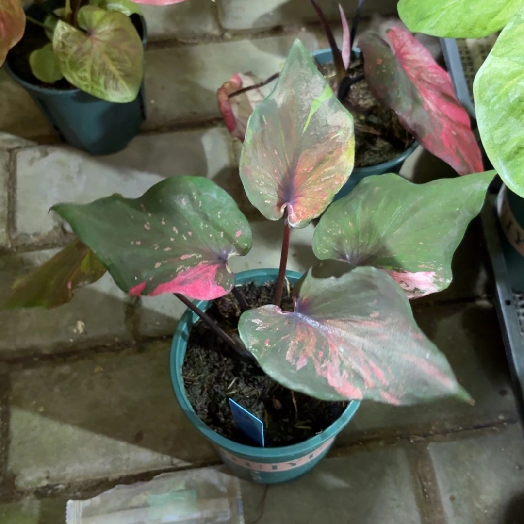 泰国彩叶芋20-0914