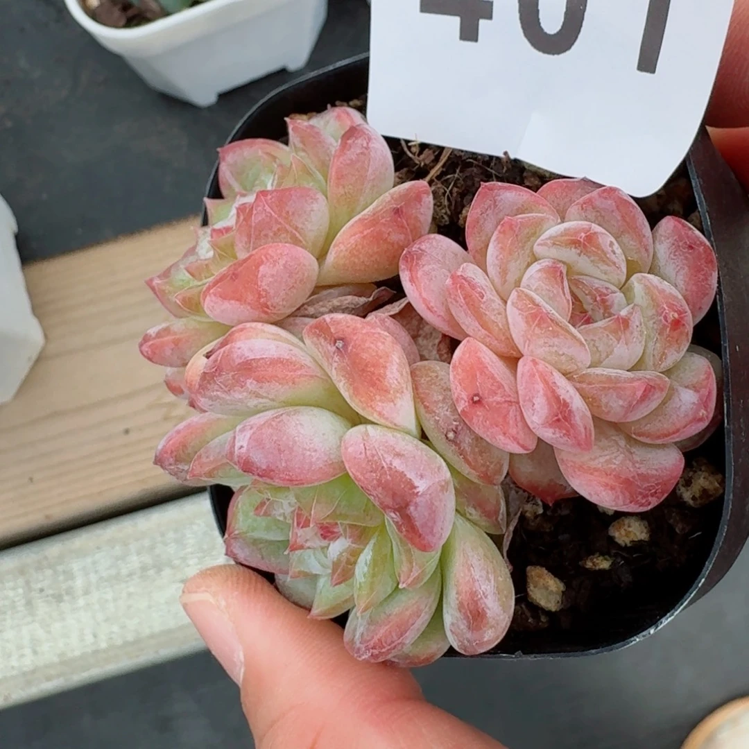 糖钻            精美多肉植物