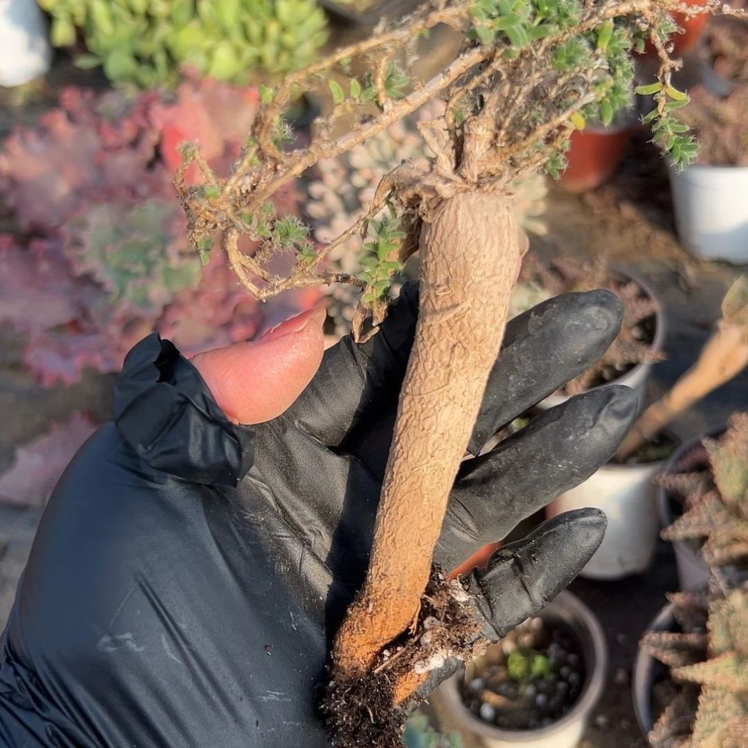 多肉植物姬红小松