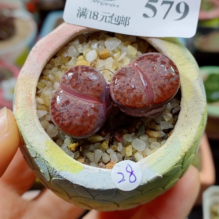 生石花花花花花花花579