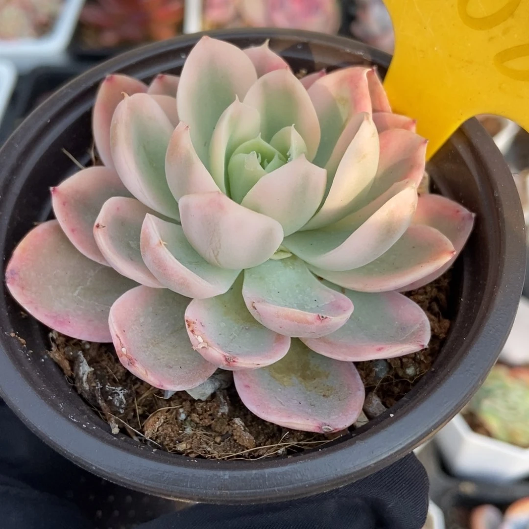 1608贝拉多娜锦多肉植物保护