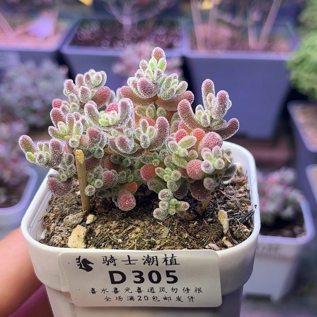 305优选冰晶枝干番杏