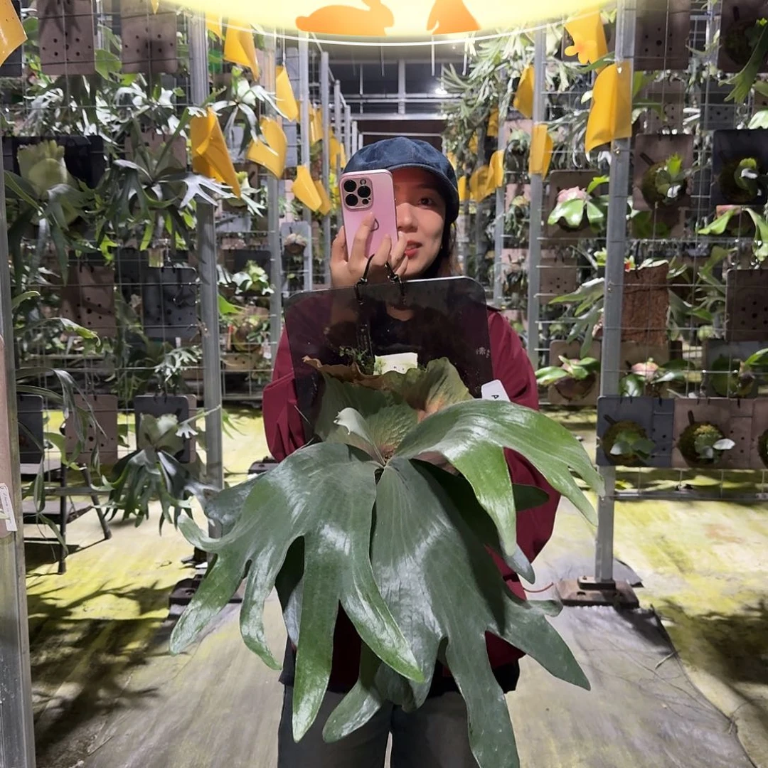 不开花植物A838-银鲑鹿角蕨