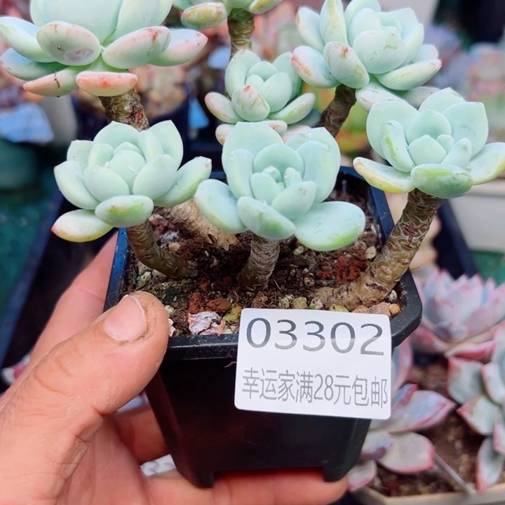 幸运的是我还没遇到幸运