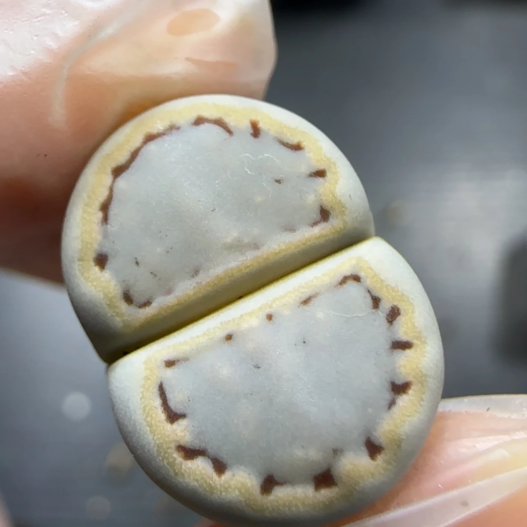 夜***星12.20。糖霜饼干。5005