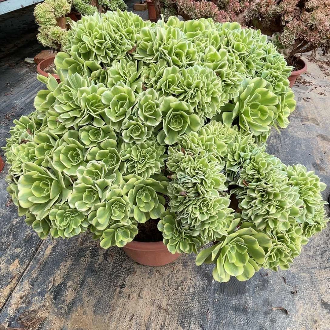 【闪购商品】全部花朵绿豆沙