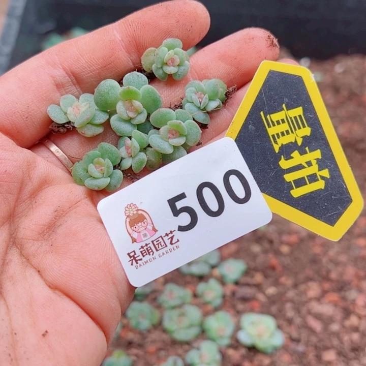 多肉植物多肉植物