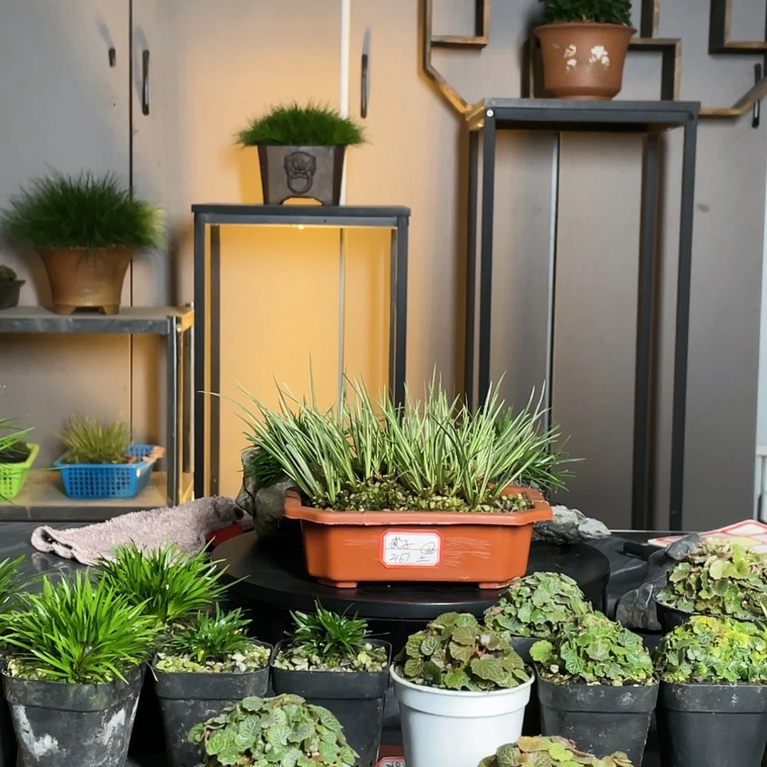 【闪购商品】不开花植物