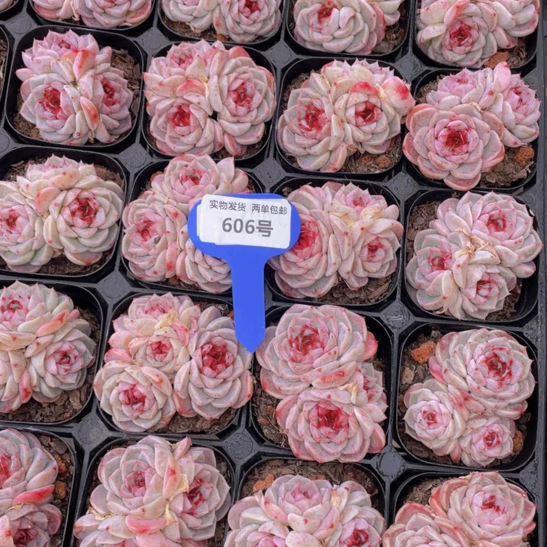 606号红丝绒糖心天鹅绒群生一个