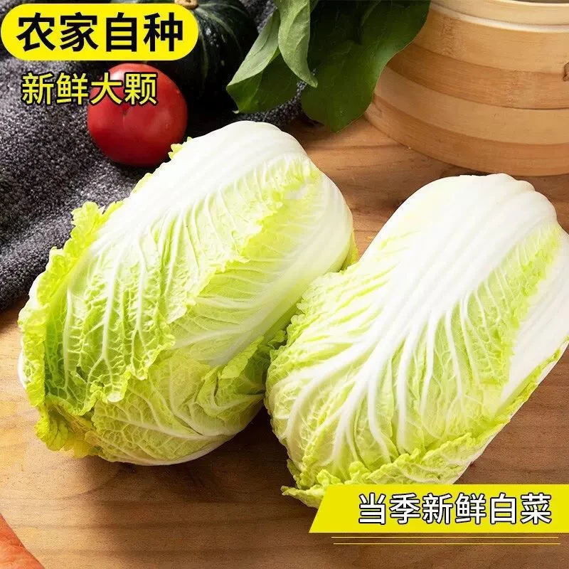 【白菜】  混发  新鲜农家自种火锅食材软糯香甜