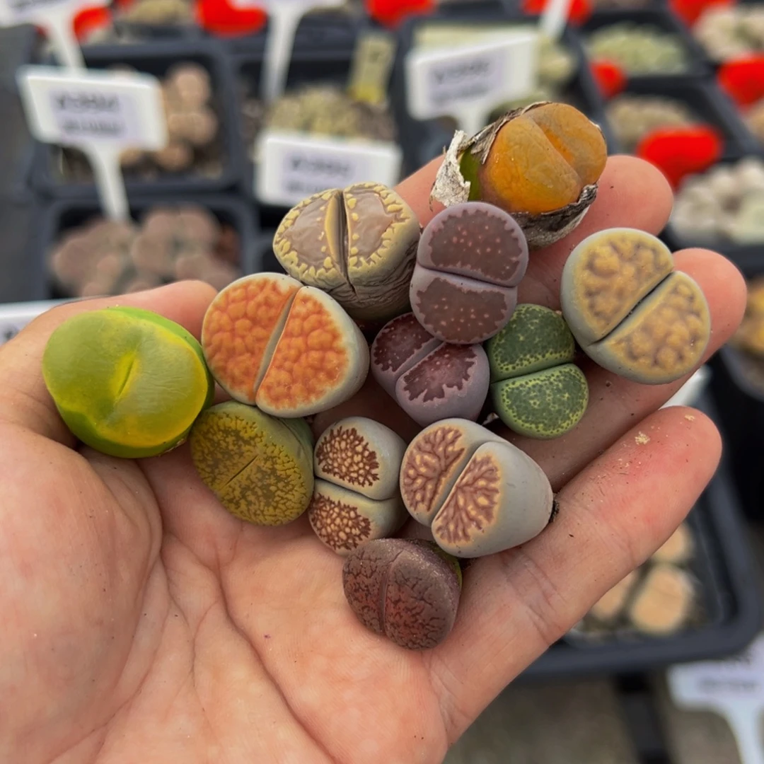 369 生石花大群生大群生