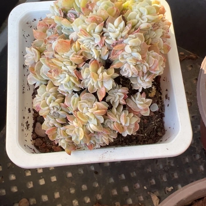 蓝色惊喜缀多肉植物1349