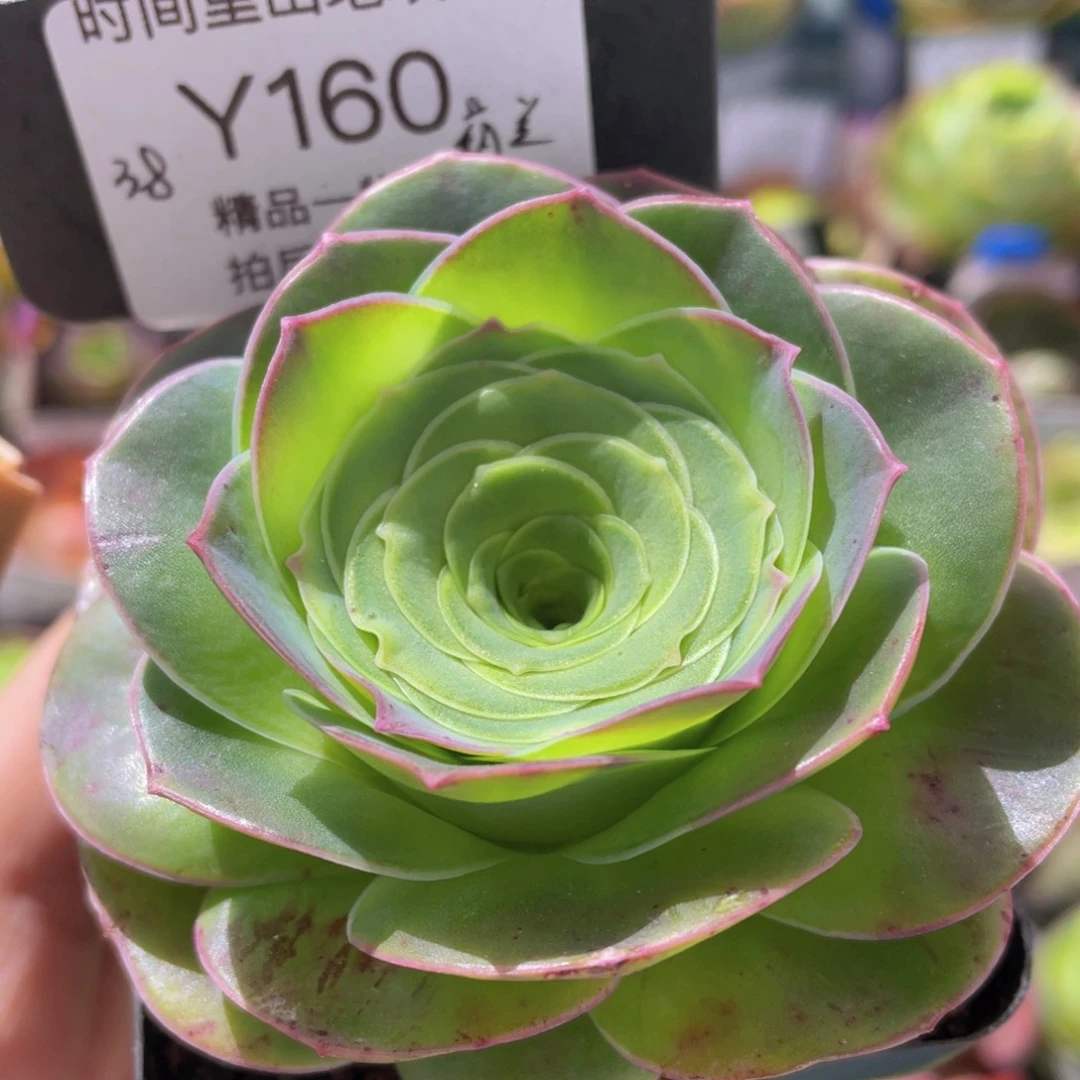 莉兰新年福利160一物一拍