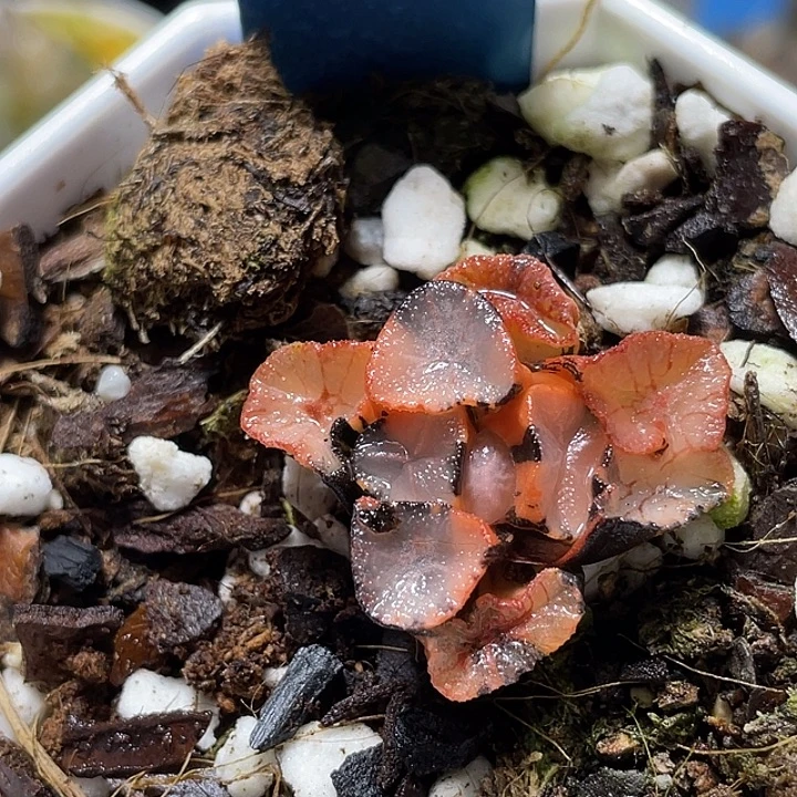 瓯***品655桃源乡万象锦福利