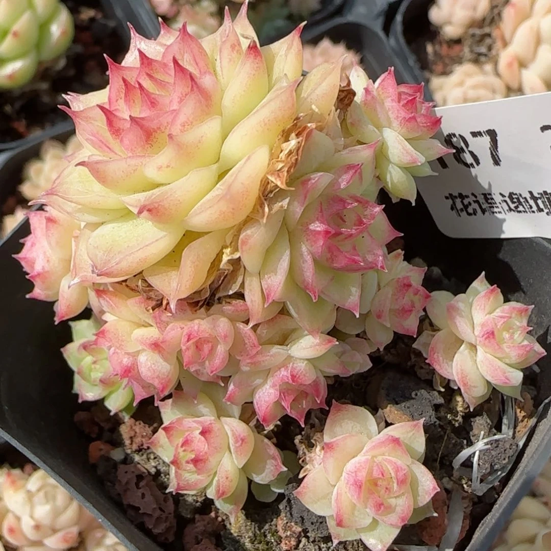 花语逸境0213-187散