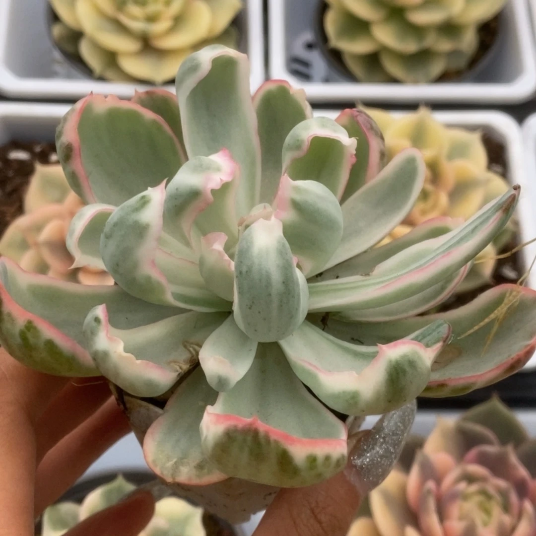 112伯克利锦锦锦锦锦锦