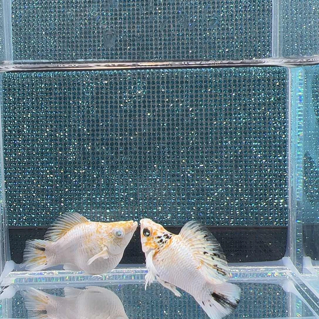 孔雀鱼樱花三色钻眼