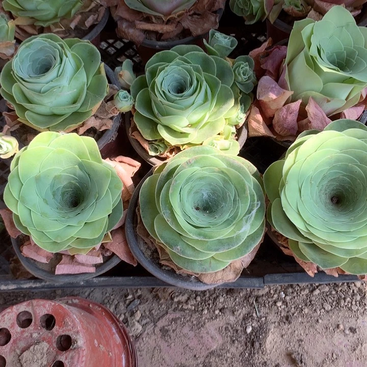 原始水蜜桃玫瑰大单头3个