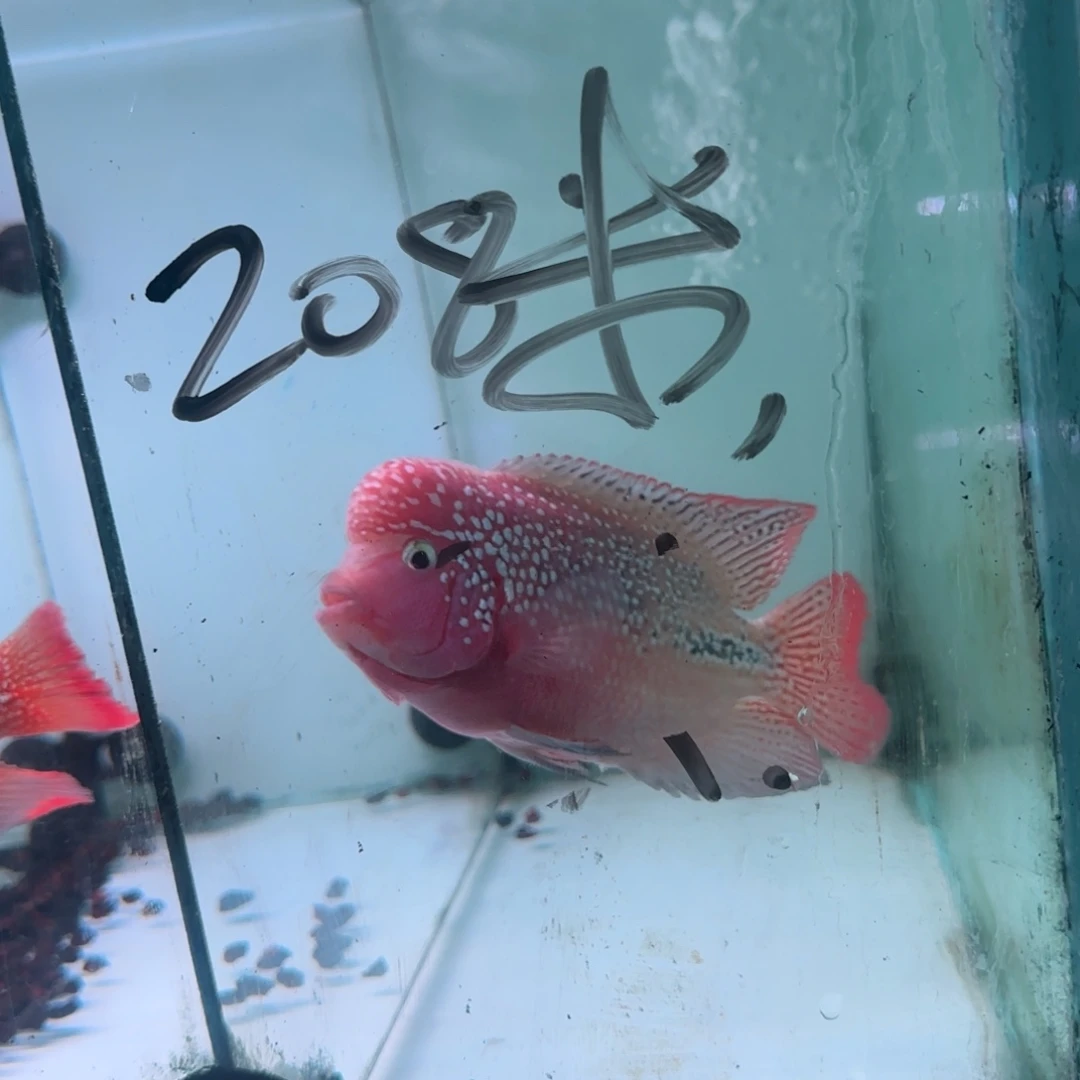 黑***伙海水鱼古幻罗汉鱼