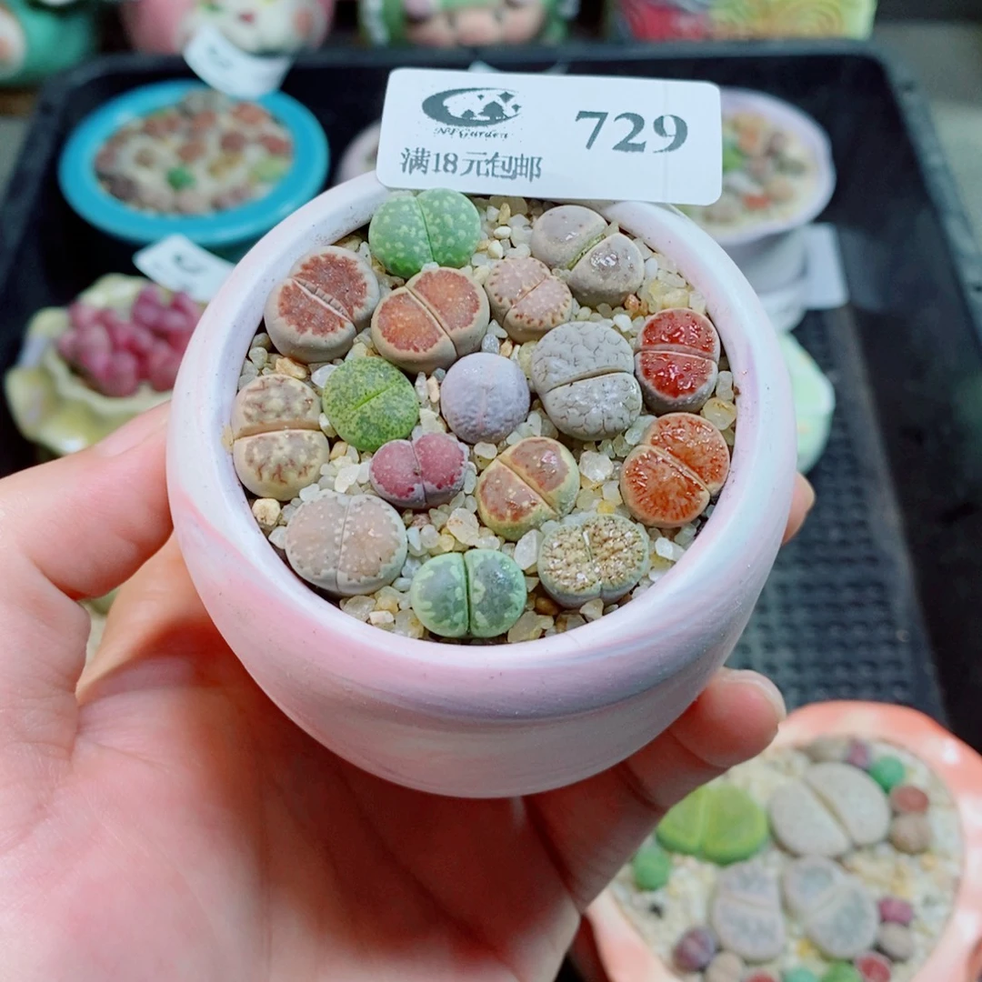 生石花花花花花花729