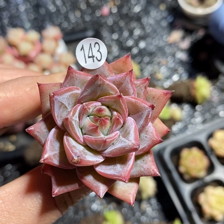 米子多肉精控多肉143