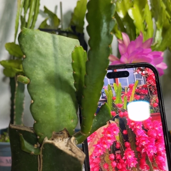 当前无花栽培后可以开花522