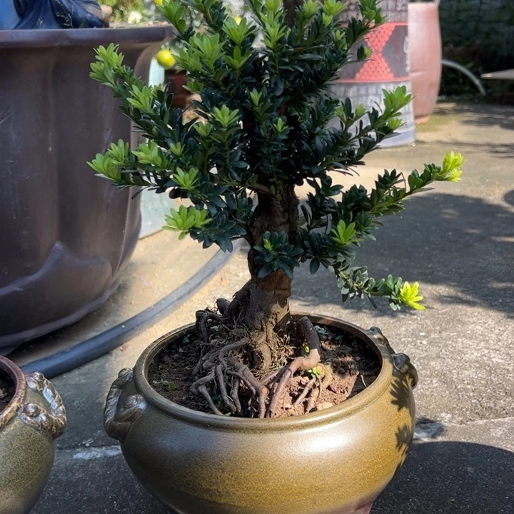 无花朵八房柑盆景绿植园艺