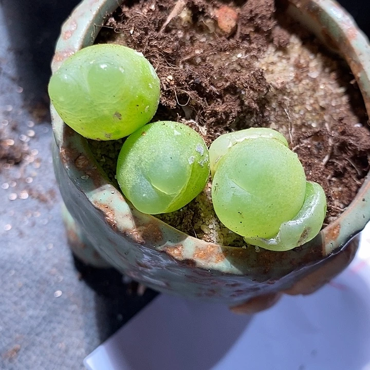 4307。 拉登一组。