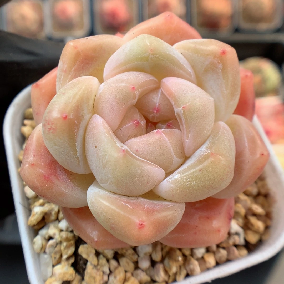 多肉植物。 糖心3