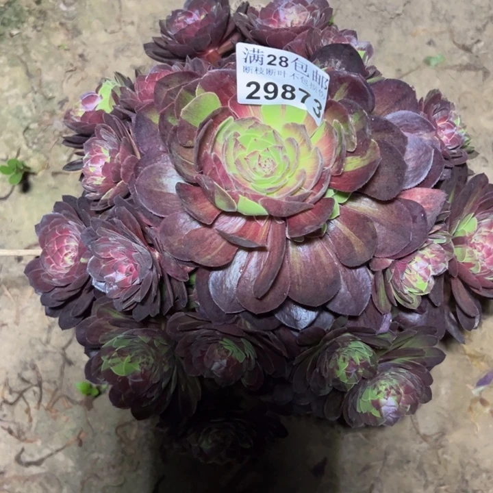 29873花月夜多肉植物