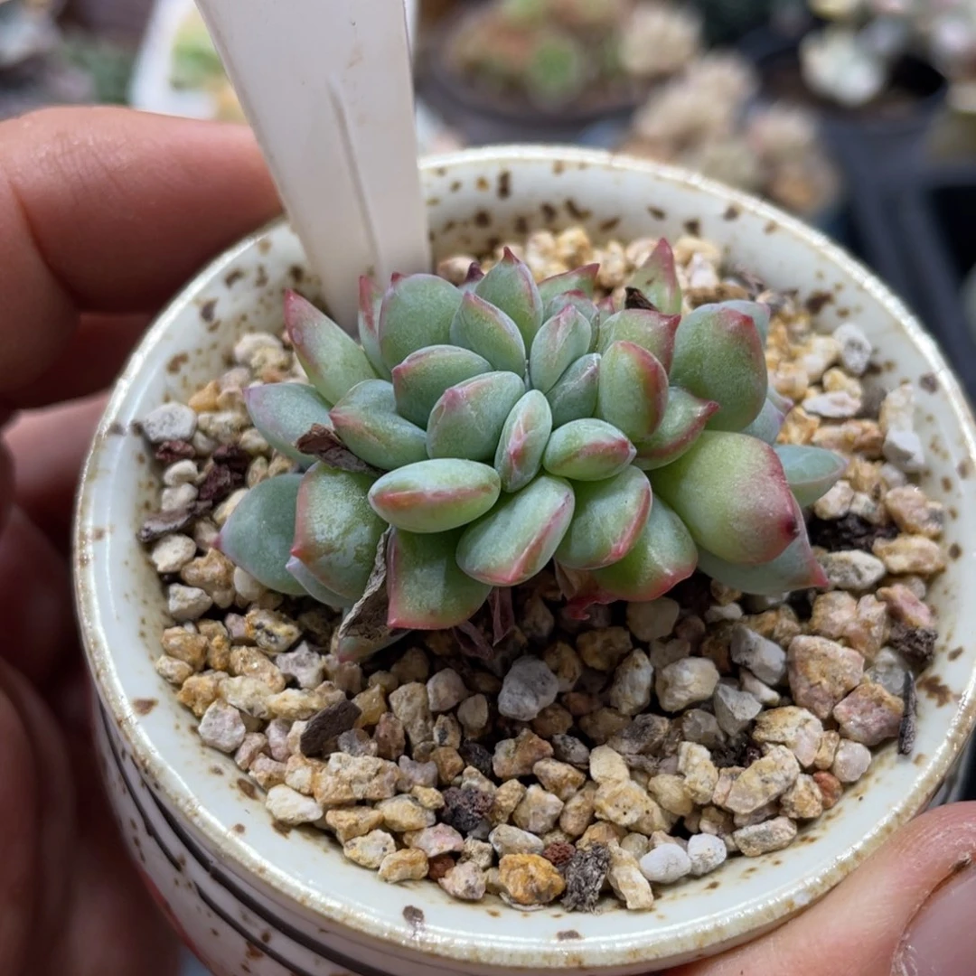 555泡芙不带盆5厘米