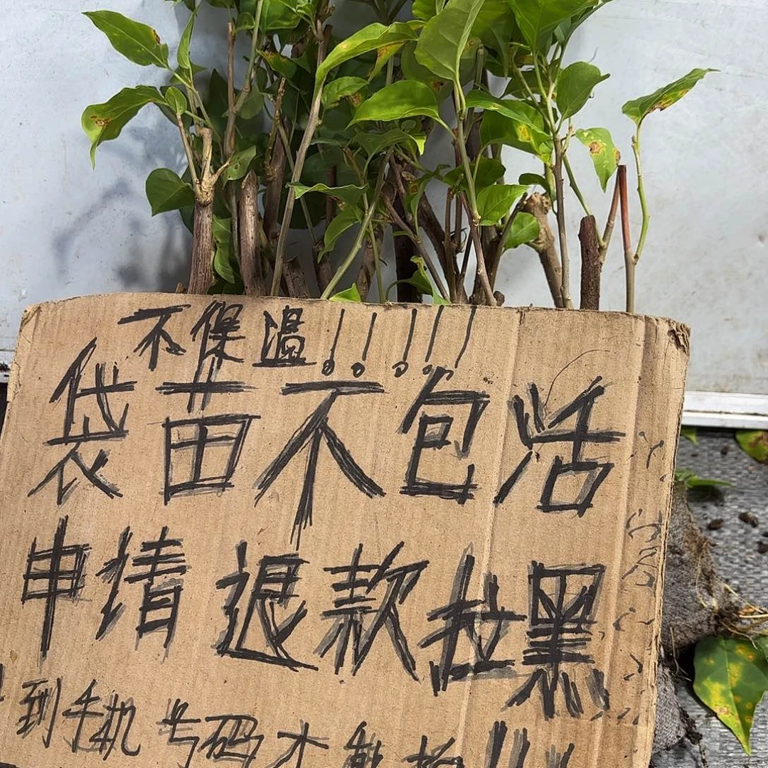 用***7无花朵袋苗盲盒12颗20