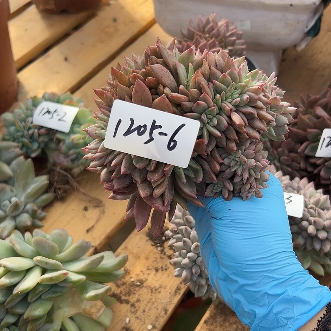 格***文1205-6粉香槟缀多肉微瑕