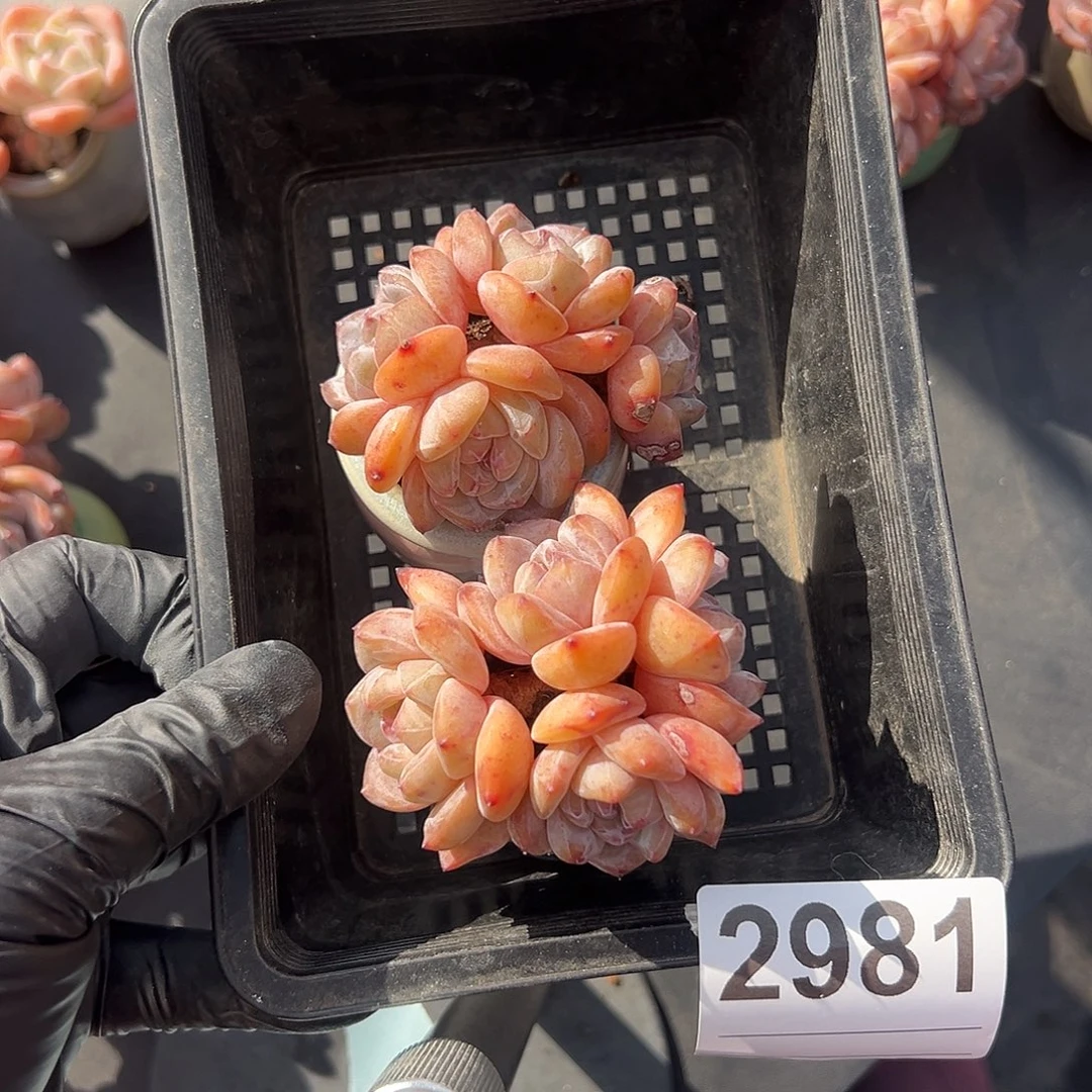 2981，俩个四头星影带盆发的